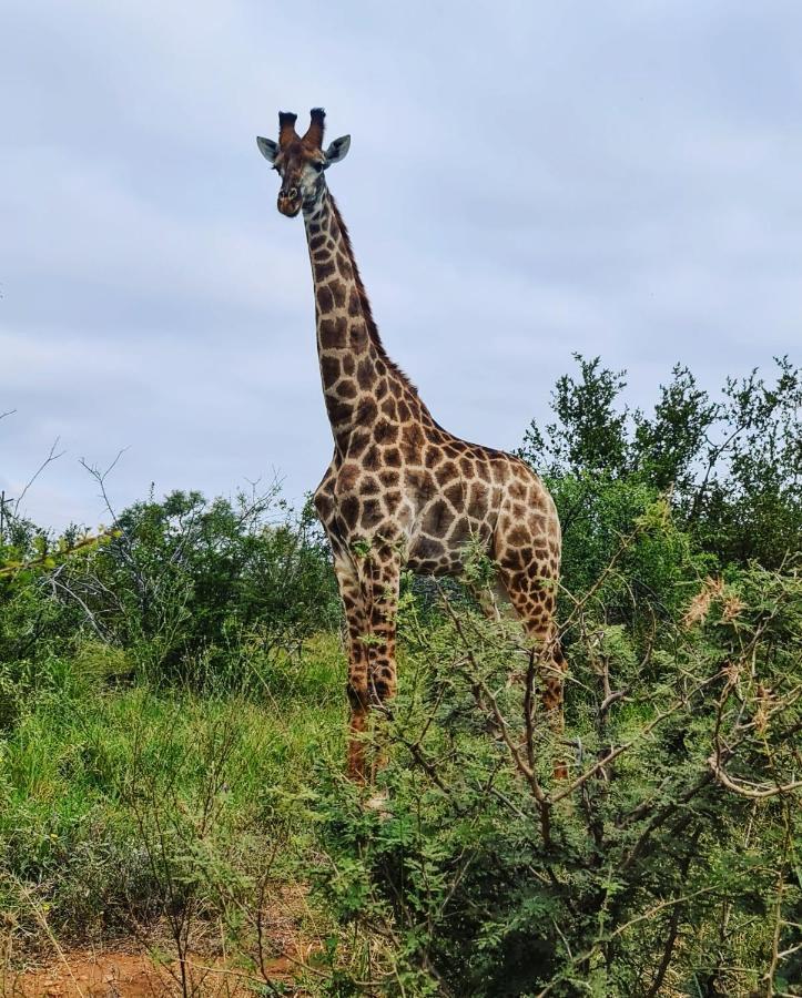 Leopard'S Lair Bush Lodge Hoedspruit Exterior foto